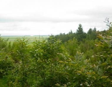 Vue forêt Montaiguillon