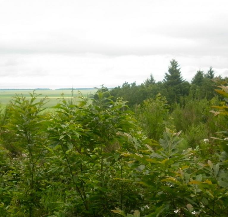 Vue forêt Montaiguillon